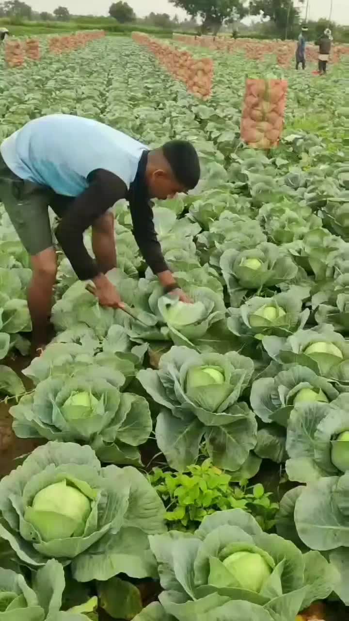 fruitshouse.28 - Video 72