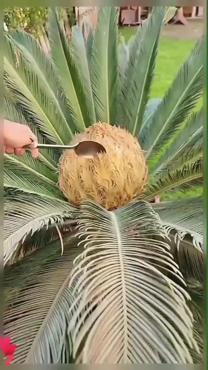 fruitshouse.28 - Video 45