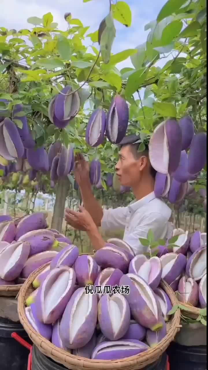 fruitshouse.28 - Video 22
