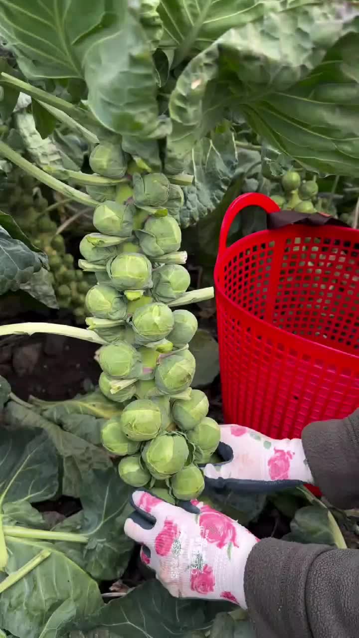 fruitshouse.28 - Video 14