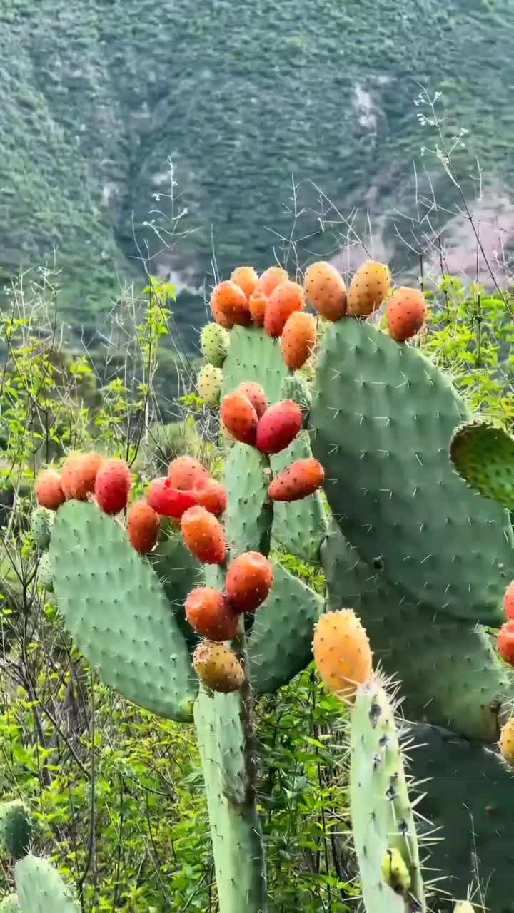 fruitshouse.28 - Video 36