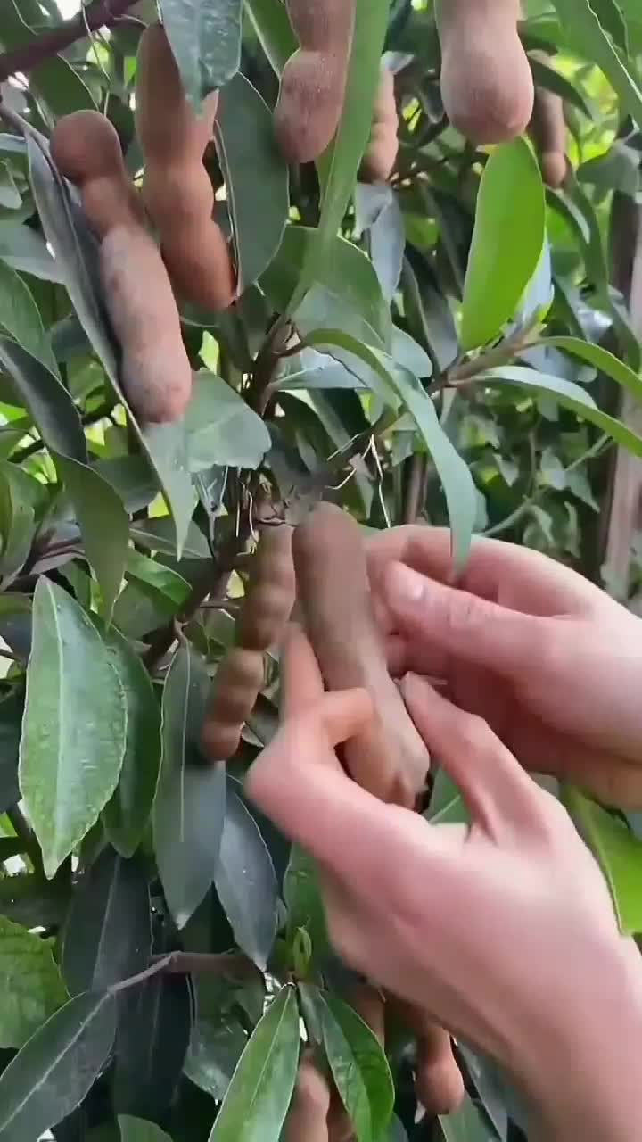 fruitshouse.28 - Video 64