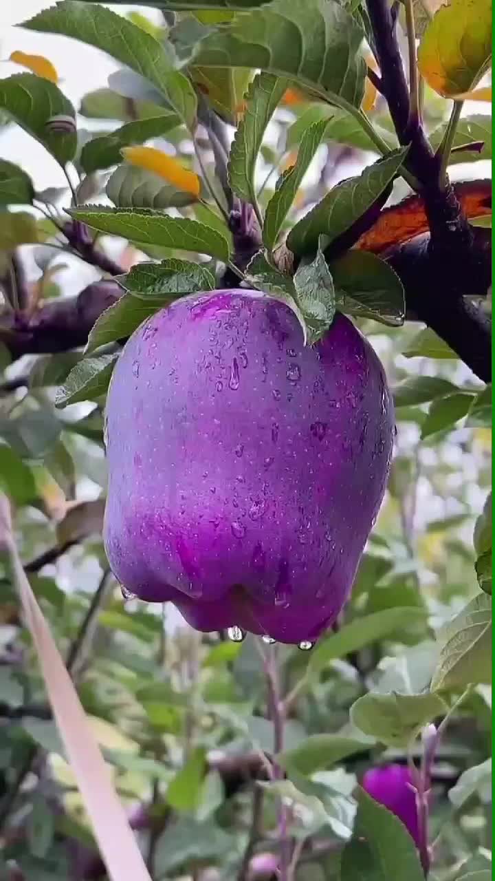 fruitshouse.28 - Video 124