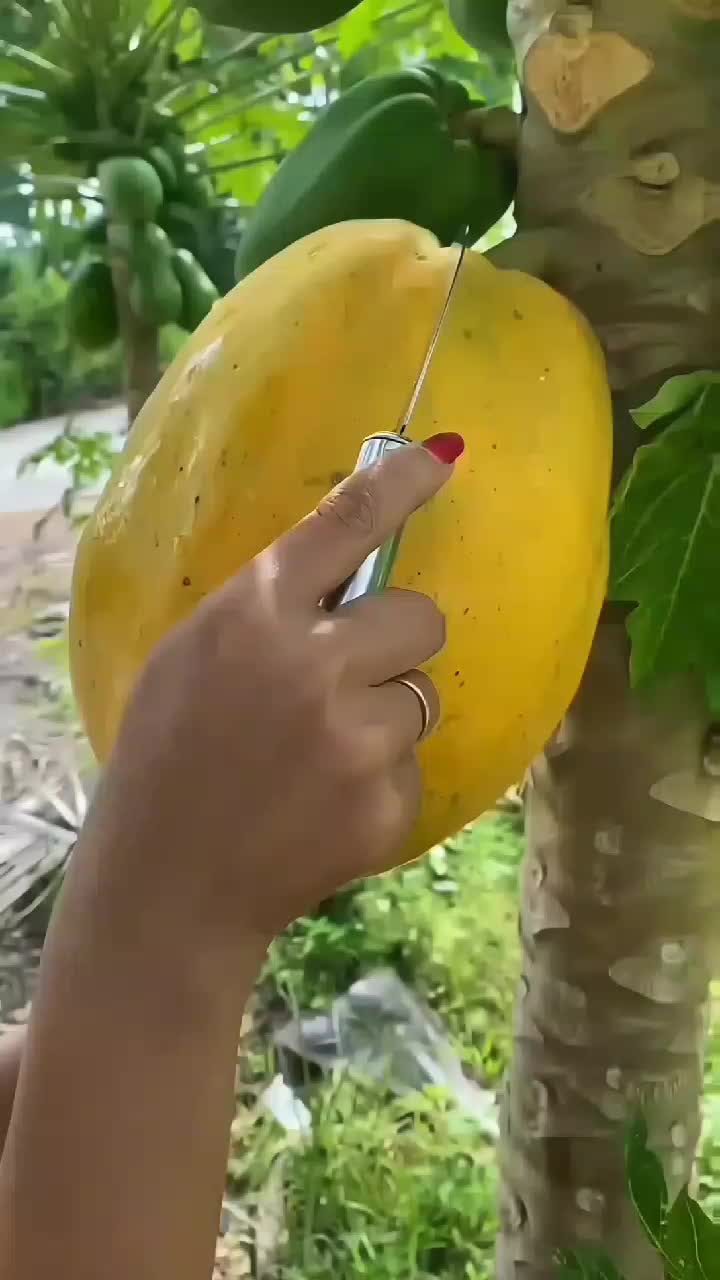 fruitshouse.28 - Video 48