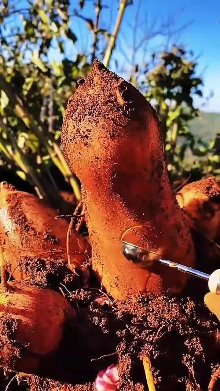 fruitshouse.28 - Video 42