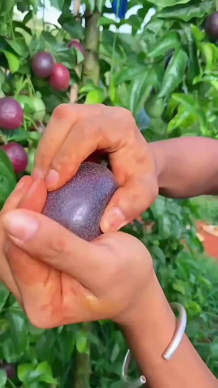 fruitshouse.28 - Video 96